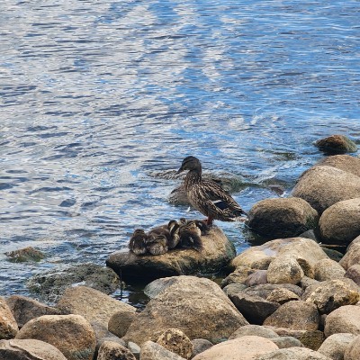 Ходоки 4.0 (Дивизион АУП) Наталья Чернявская post image