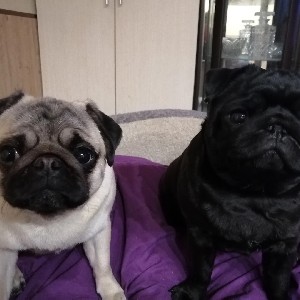 Игорь Смирнов profile