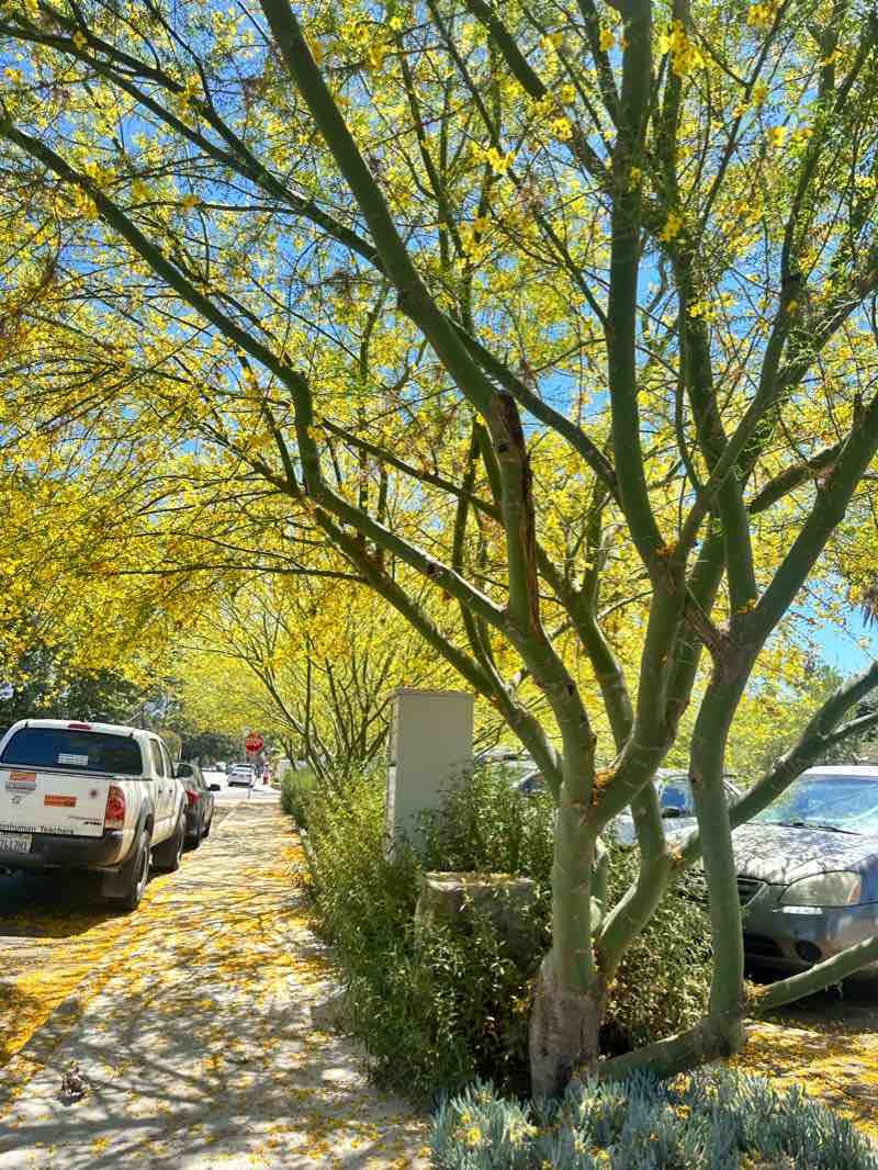 walking near me in Dennison Park in winter