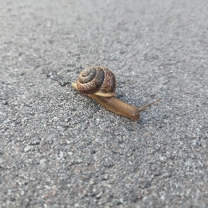 Людмила Пурышева icon