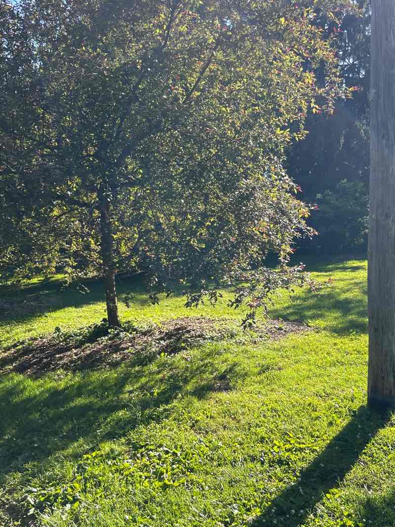 walking near me in Everhart Park in summer