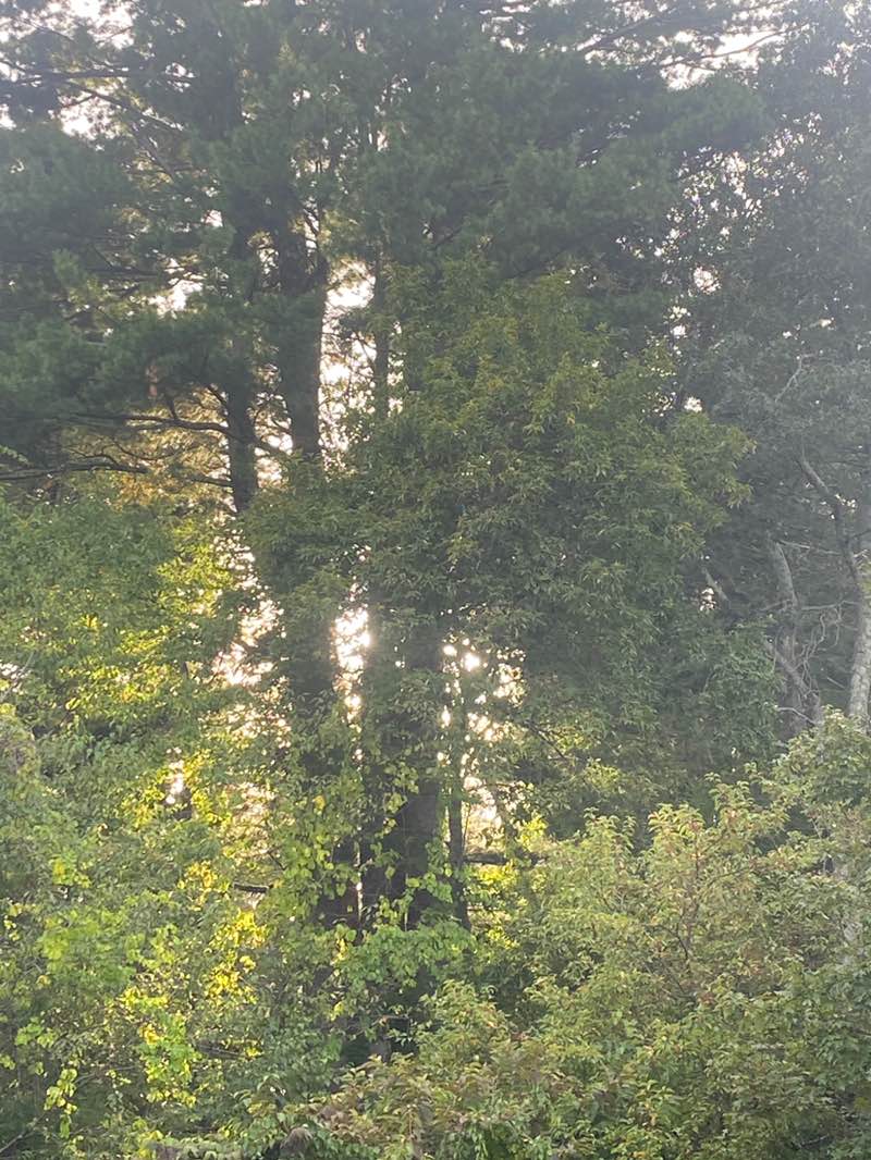 walking near me in Minute Man National Historical Park in autumn