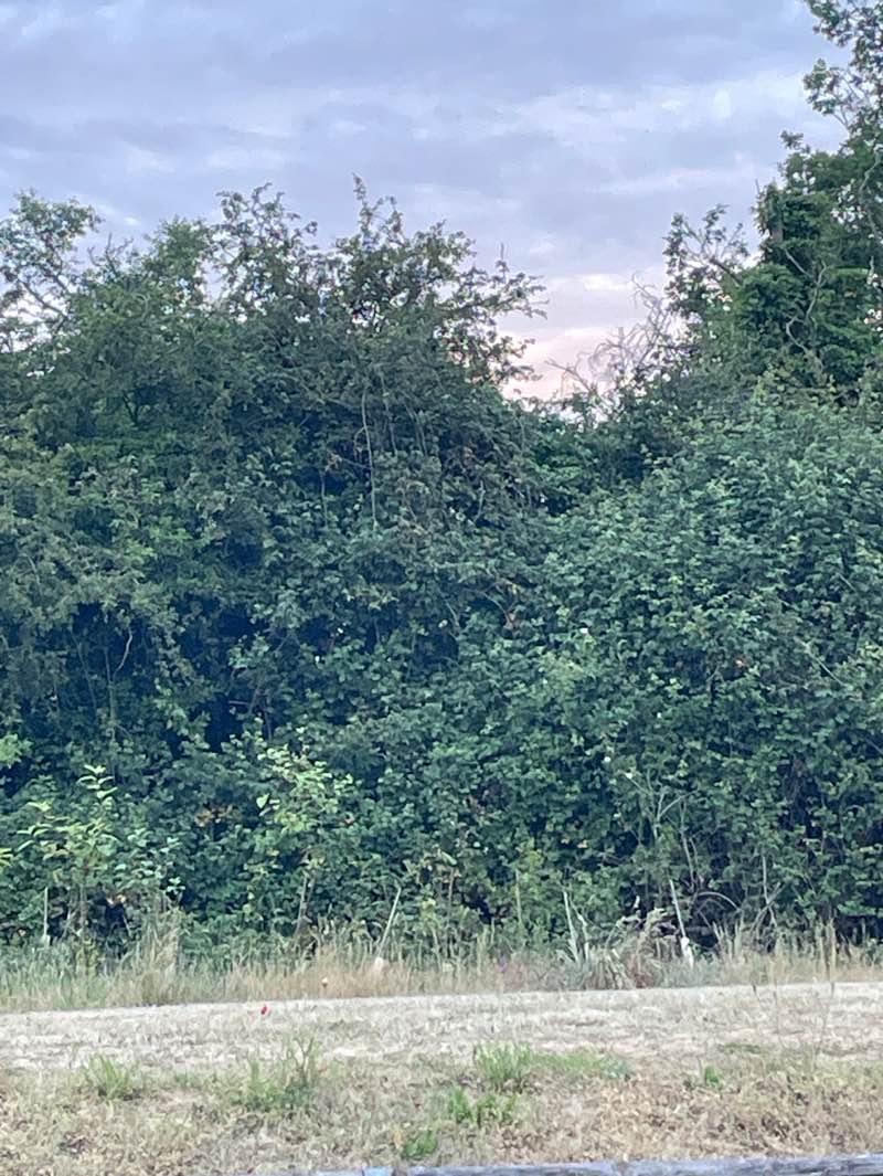 walking near me in Fen Meadow in summer