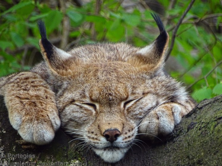 Товарищ🩵🐯🩵