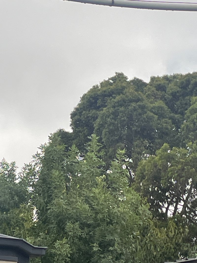 walking near me in Royal Park in summer