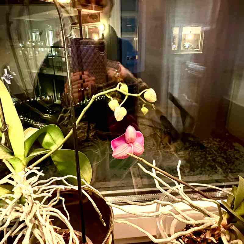 Stockholm Ana Maria post image