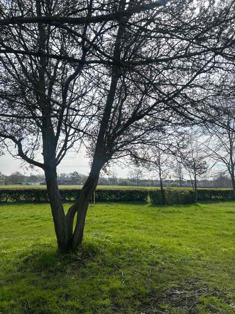 walking near me in Cayton Green Park in spring