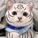 ༺ཉི།爱捉老虎的猫།ཉྀ༻