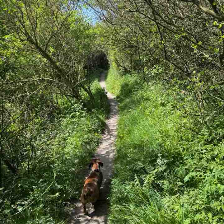 I ❤️ My Pets Kathy @ Hoppeke ❤️🚶‍♀️🥾🌳🚶‍♀️🐕🏖️☀️❤️ post image