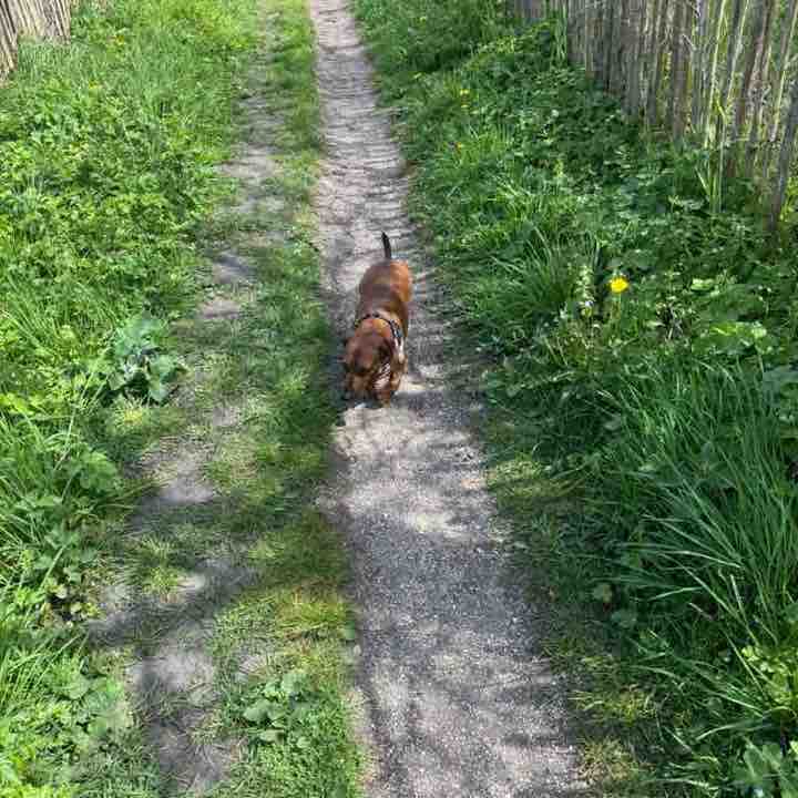 I ❤️ My Pets Kathy @ Hoppeke ❤️🚶‍♀️🥾🌳🚶‍♀️🐕🏖️☀️❤️ post image