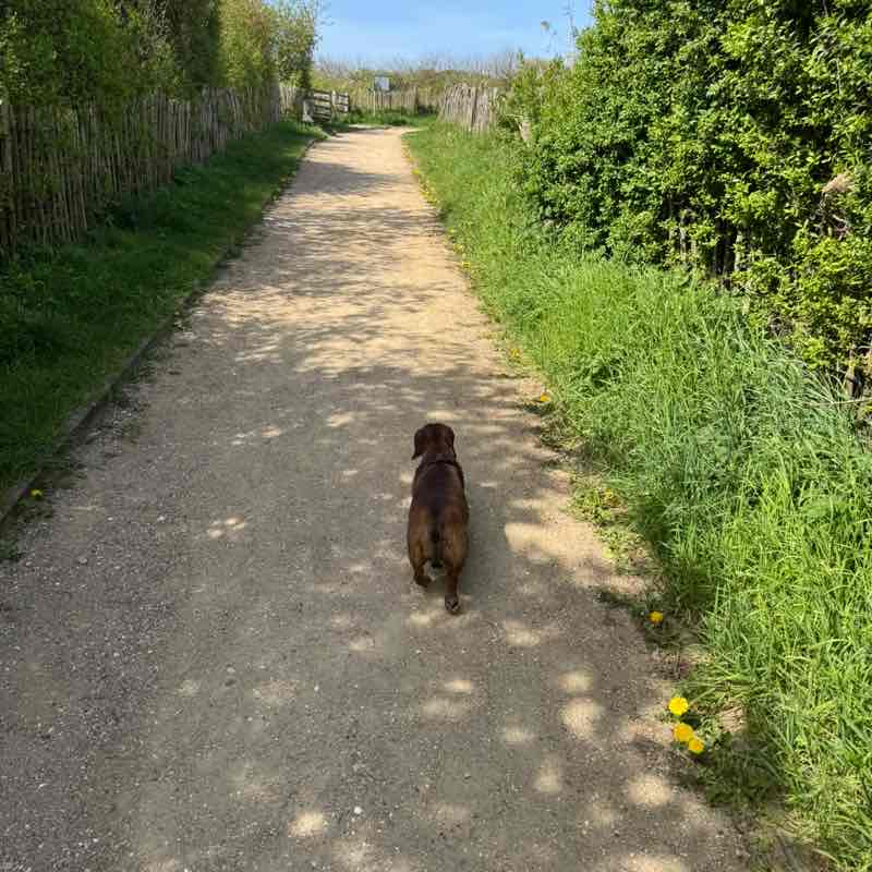 I ❤️ My Pets Kathy @ Hoppeke ❤️🚶‍♀️🥾🌳🚶‍♀️🐕🏖️☀️❤️ post image