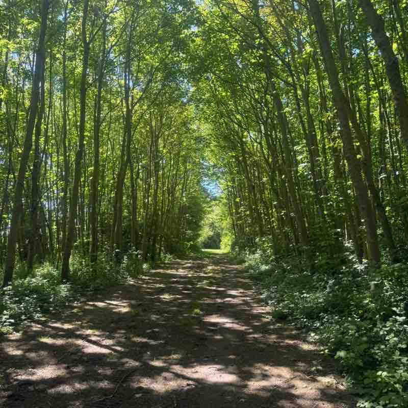 The Dog Walkers 🐕 🐶🐕 Kathy @ Hoppeke ❤️🚶‍♀️🥾🌳🚶‍♀️🐕🏖️☀️❤️ post image