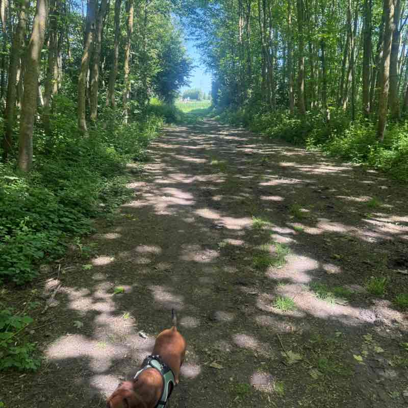 The Dog Walkers 🐕 🐶🐕 Kathy @ Hoppeke ❤️🚶‍♀️🥾🌳🚶‍♀️🐕🏖️☀️❤️ post image