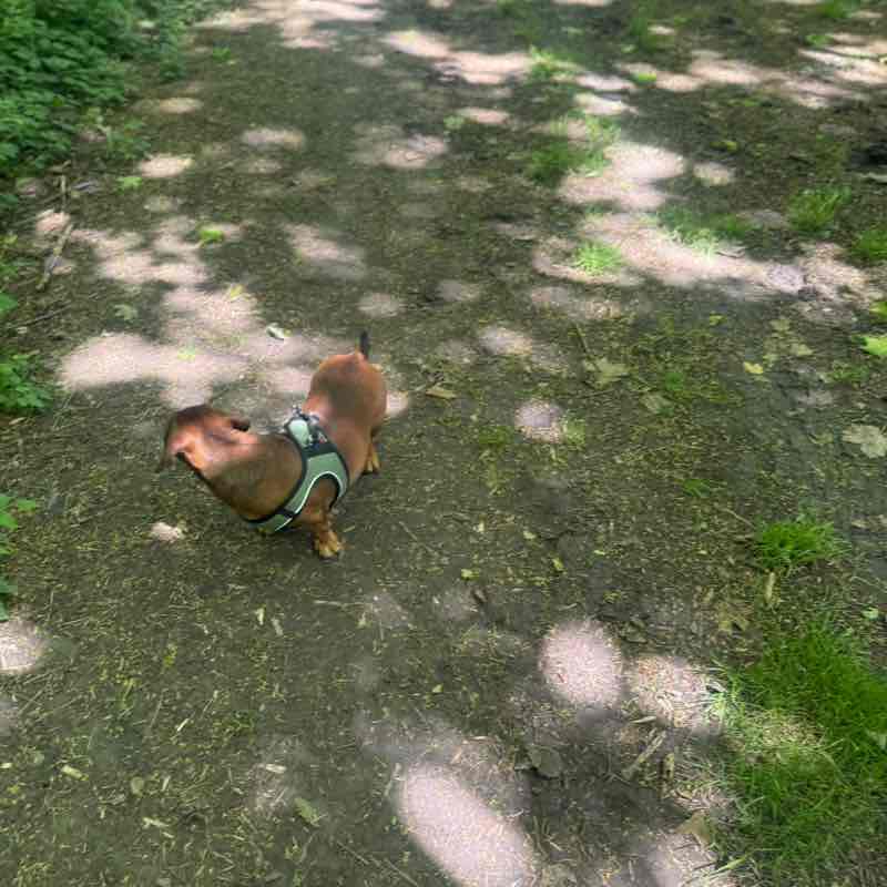 The Dog Walkers 🐕 🐶🐕 Kathy @ Hoppeke ❤️🚶‍♀️🥾🌳🚶‍♀️🐕🏖️☀️❤️ post image