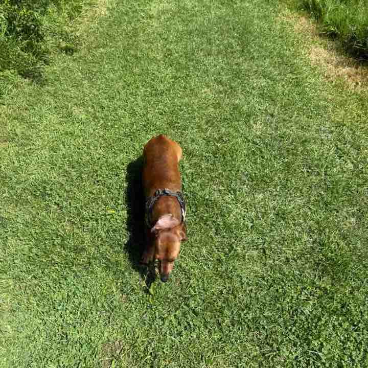 I ❤️ My Pets Kathy @ Hoppeke ❤️🚶‍♀️🥾🌳🚶‍♀️🐕🏖️☀️❤️ post image