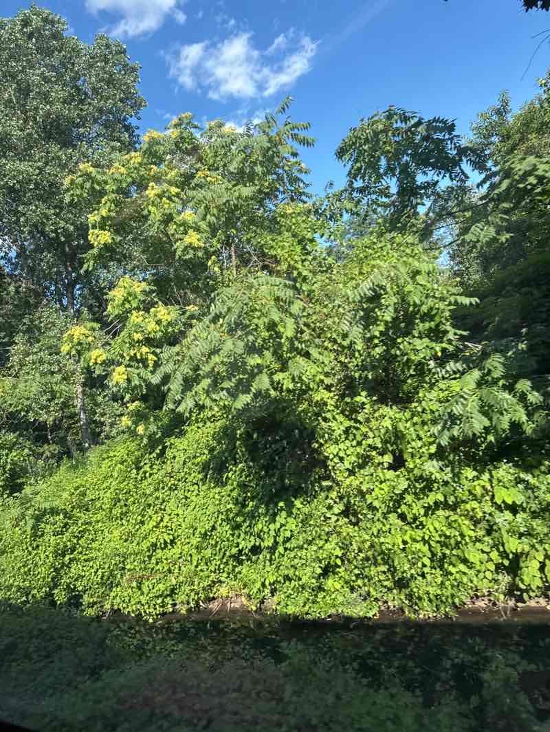 walking near me in Bayside Park in summer