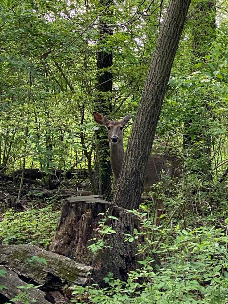 walking near me in Altherr Nature Park in winter