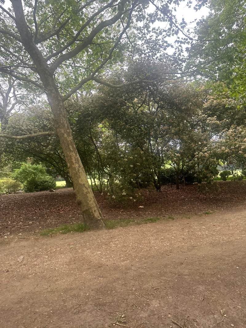 walking near me in Victoria Park in spring