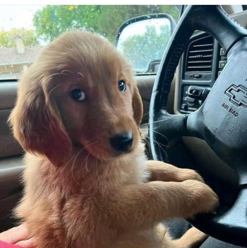 Pet Pacer Pace posts Brock Bigelow post image