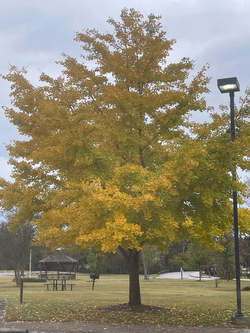 walking near me in Heritage Park in autumn