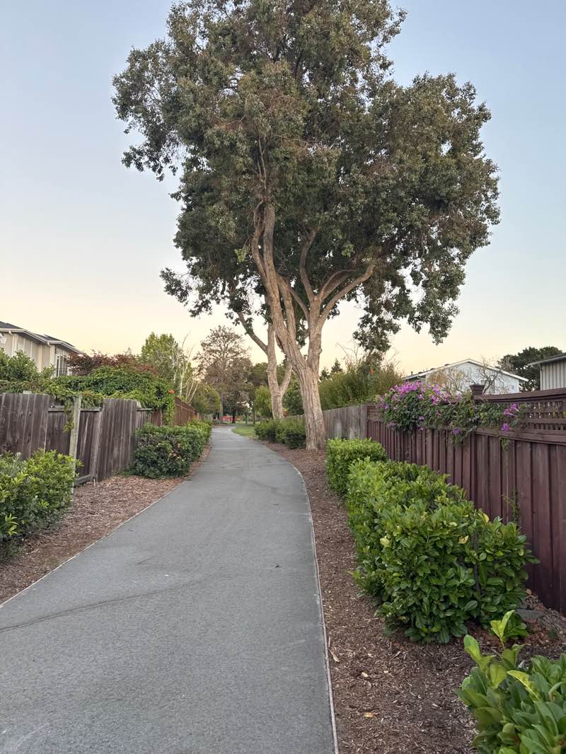 walking near me in Shad Park in summer
