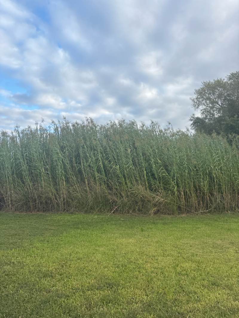 walking near me in Hutto Lake Park in autumn