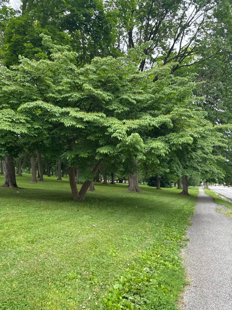 walking near me in Willis Run Park in summer