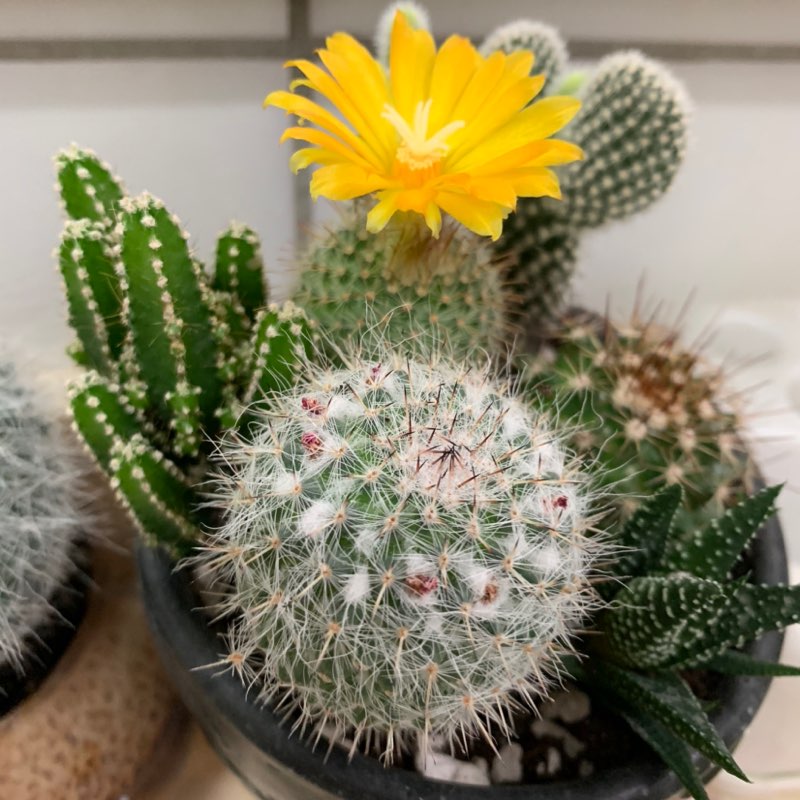 雲林職訓-陳疋桃