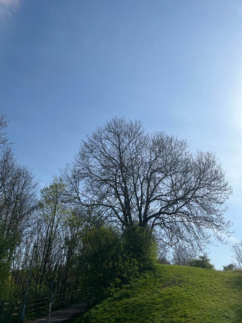 walking near me in Thackerays Lane Recreation Ground in spring