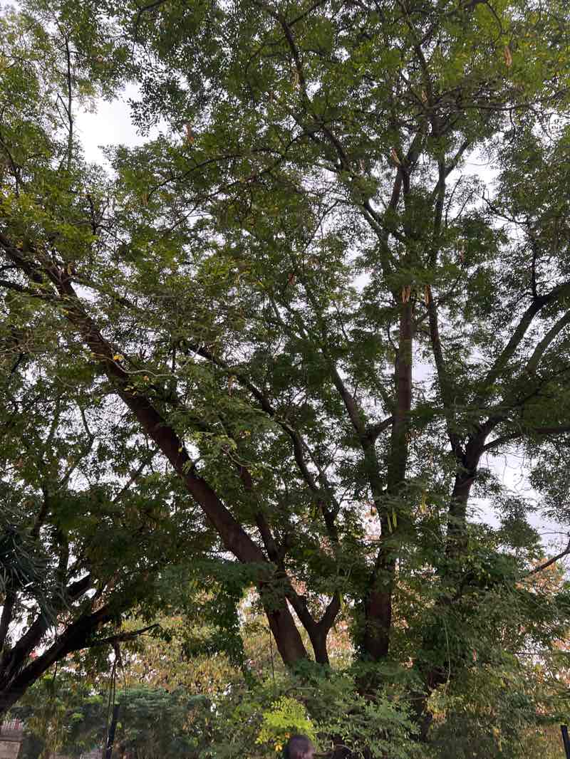 walking near me in Muri Okunola Park in autumn