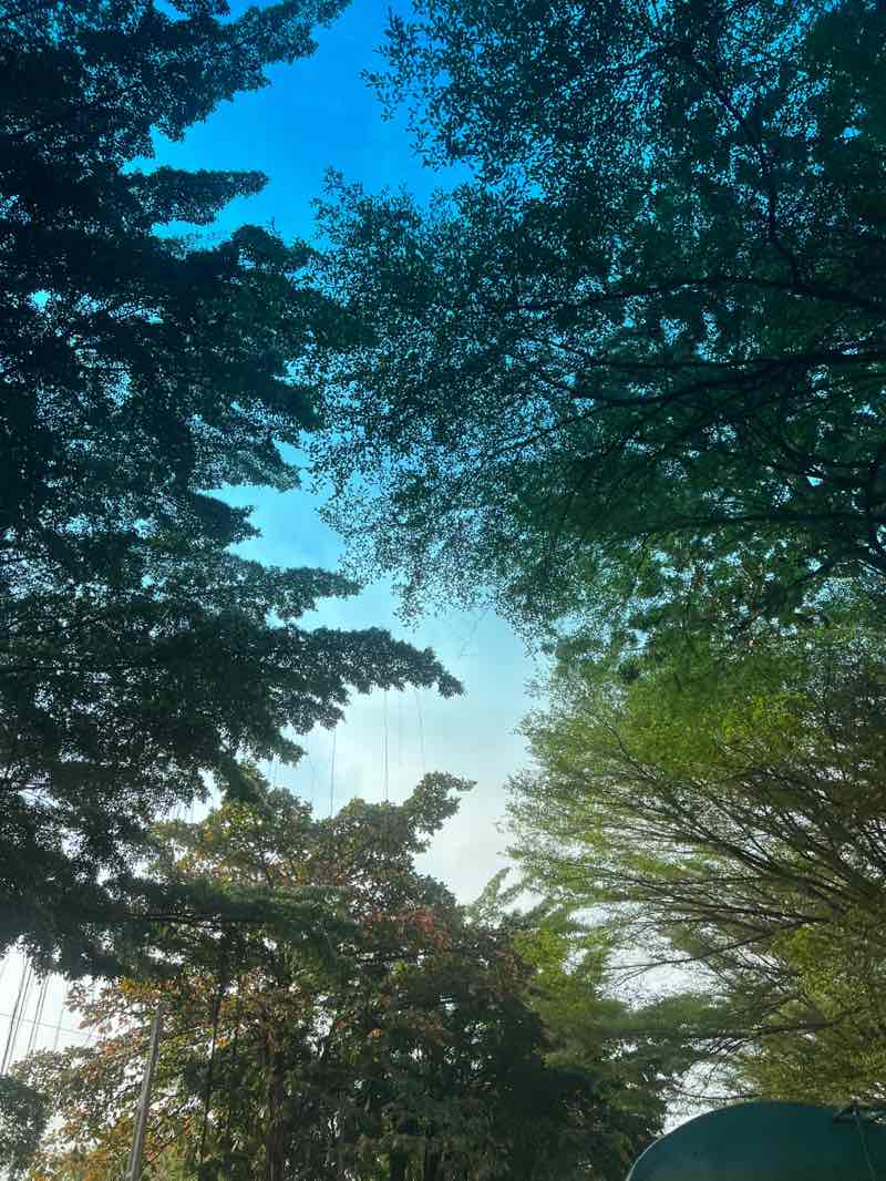 walking near me in Muri Okunola Park in winter