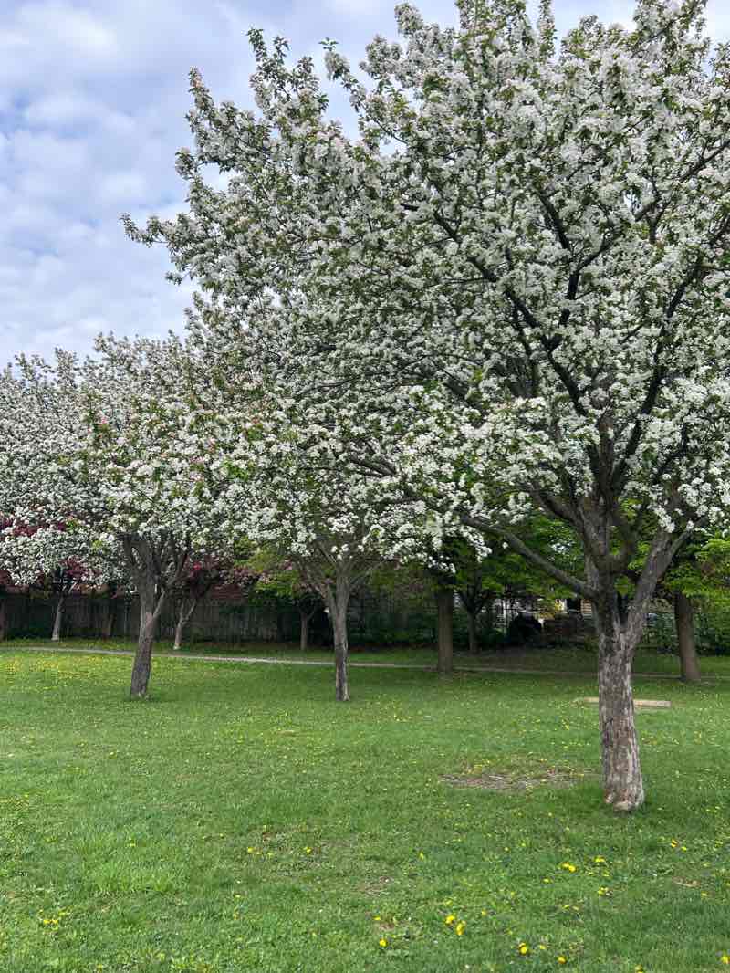 walking near me in Parc Martineau in winter