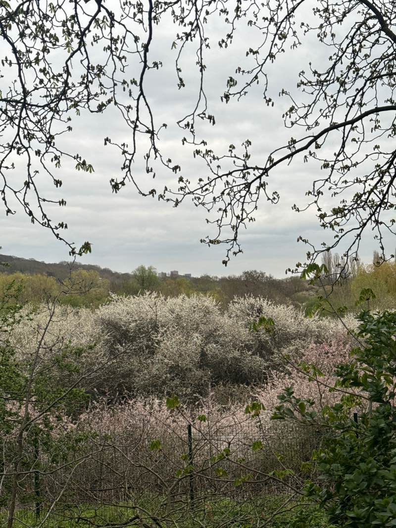 walking near me in Horsenden Hill Open Space in spring