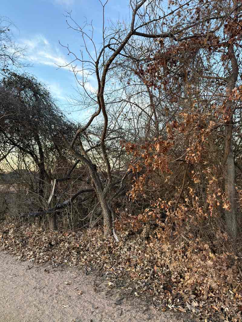 walking near me in Andrew Brown Park West in winter