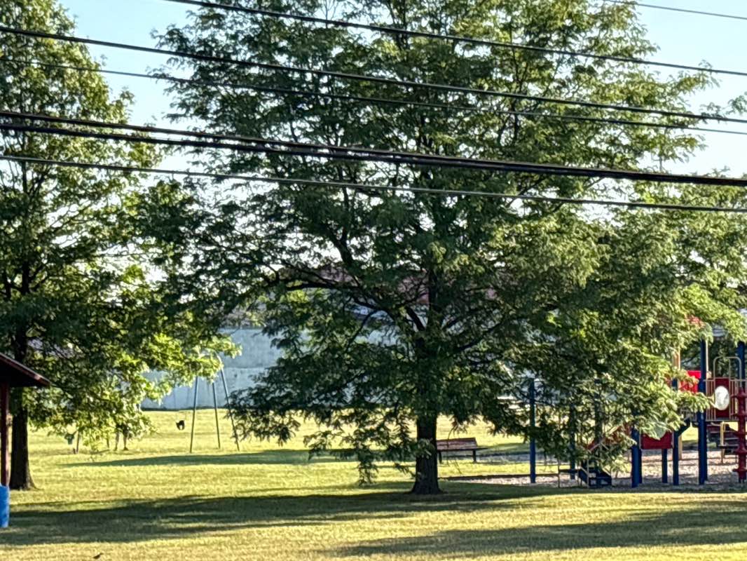 walking near me in Forest Park in summer