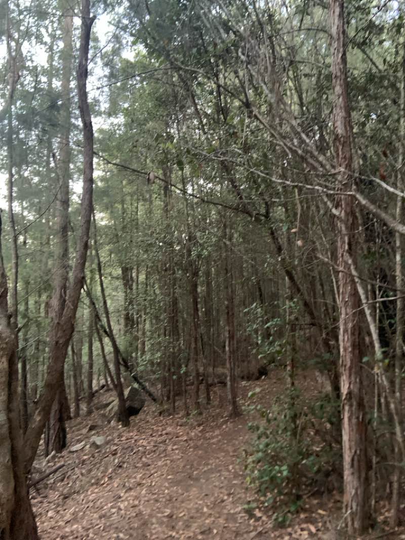 walking near me in Hornsby Park in autumn