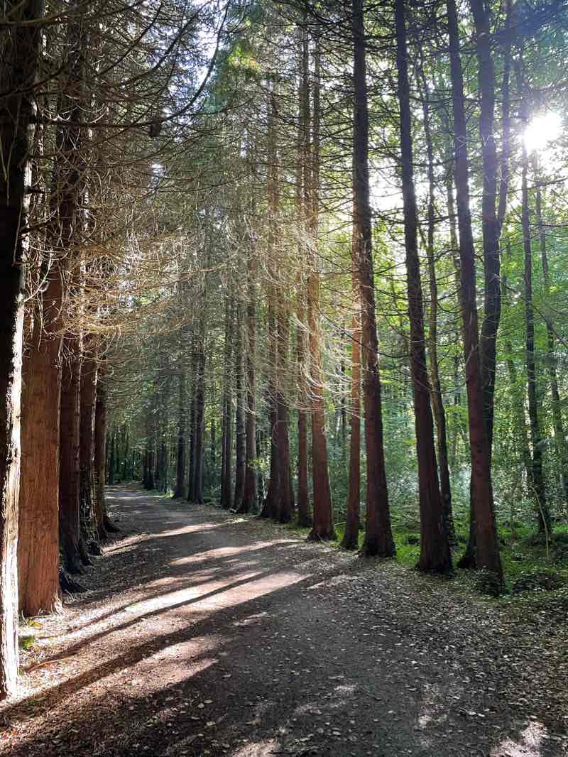 walking near me in Renville Park in winter