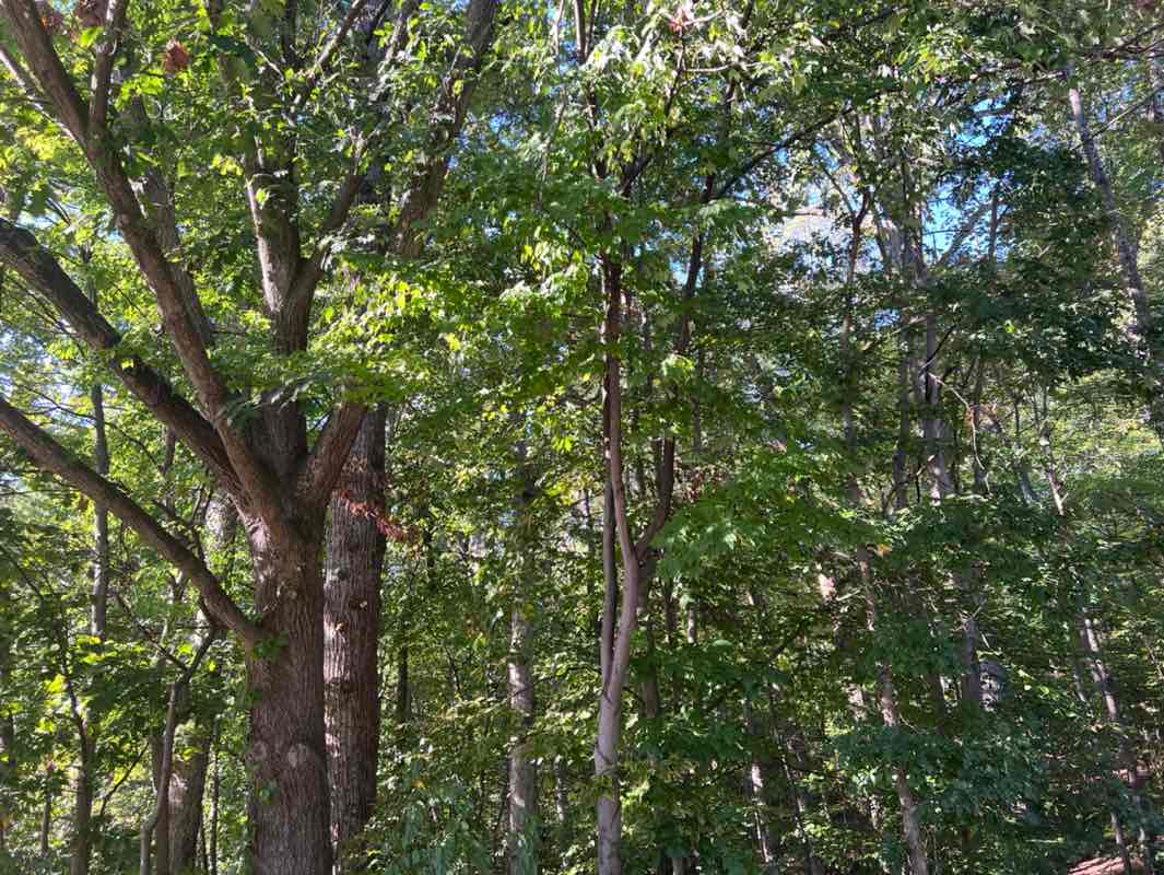 walking near me in Fairfax Park School Site in autumn