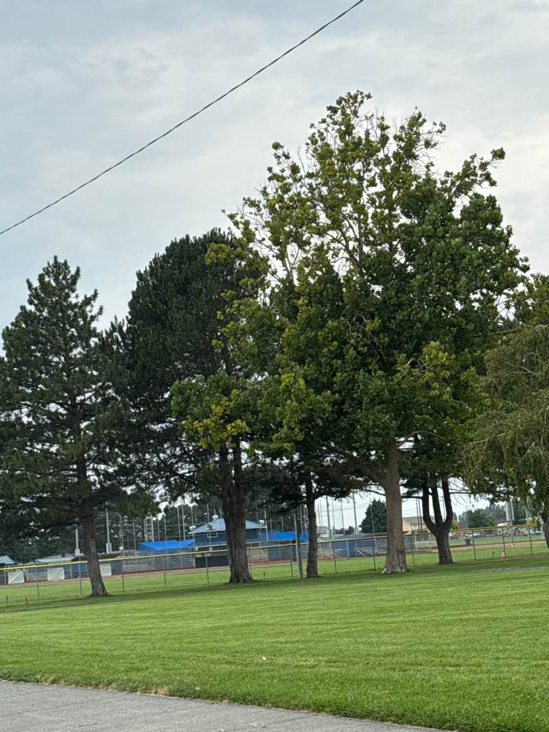 walking near me in Lions Park in autumn