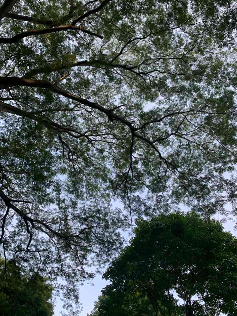 walking near me in Omar Torrijos Park in winter