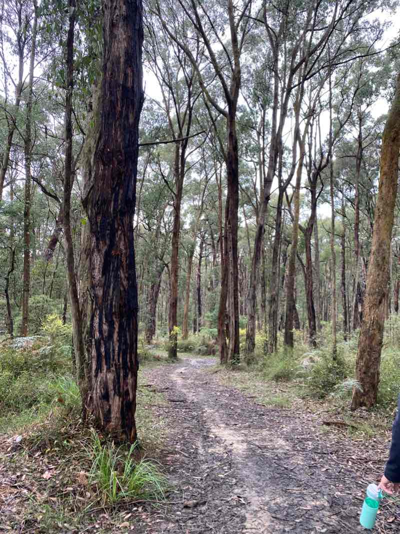 walking near me in Wright Forest Bushland Reserve in summer