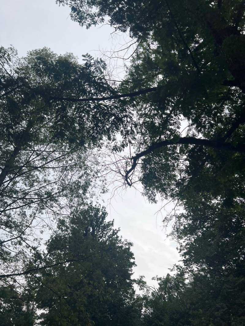 walking near me in Prospect Park in summer