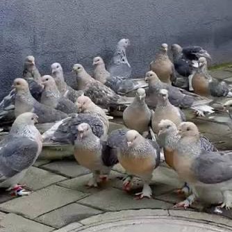 International Steps 2.0 ✝️SO🙋‍♂️🍃🔥✨✨ post image