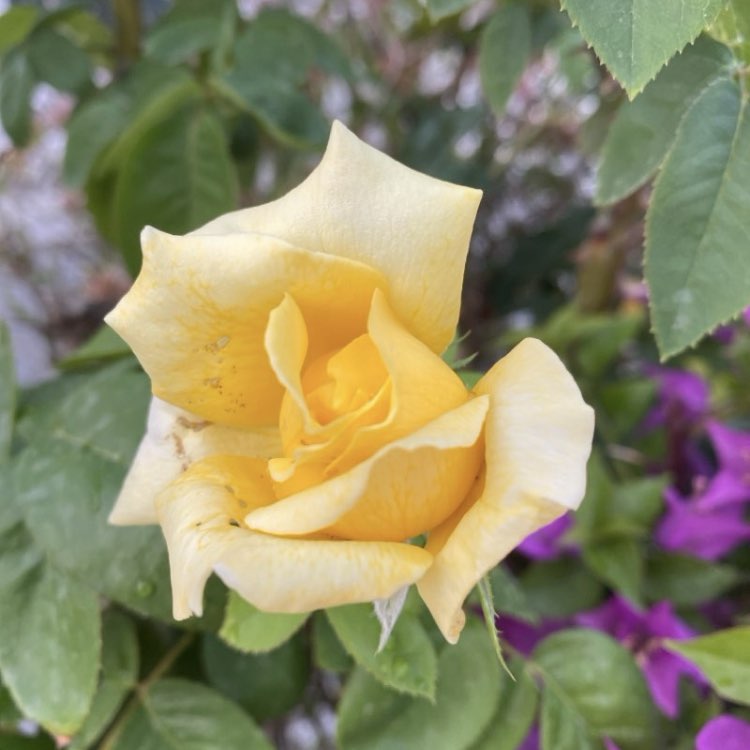 10K Tribe πββοΈπββοΈπ
πSOTIRAQππ«ΆβοΈβ¨β¨β¨ post image