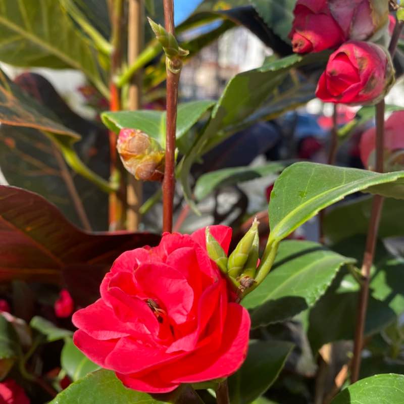 Enjoy walking 🚶👣🤗 🩷🩵Sotiraq🔥💙 post image