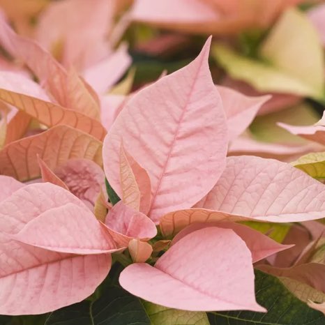 Аюнамарафон 38 ♥️SOTIRAQ🔴🟢 post image