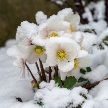 Pacer Family Club  🩷🩵Sotiraq🔥💙 post image