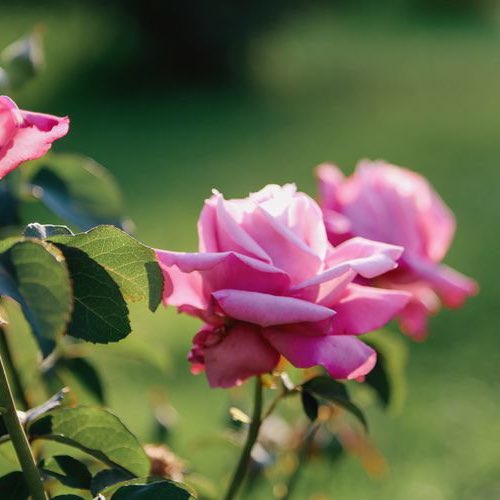 Шагаем вместе по СССР 🍃♥️SOTIRAQ🐠⚜️ post image