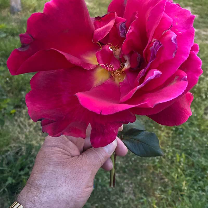 Pacer Family Club  🍃♥️SOTIRAQ🤗🌟⚜️ post image