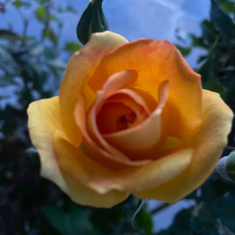 Мы можем больше! Тула 🍃♥️SOTIRAQ🤗🌟⚜️ post image